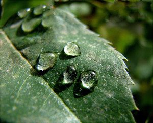 Read more about the article גשם והגשמה