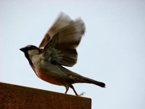 Read more about the article וסלחת