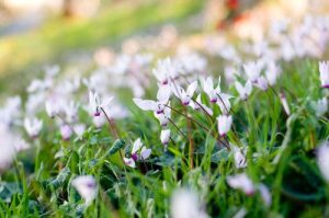 Read more about the article ט"ו בשבט הגיעה