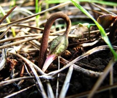 Read more about the article תחל שנה ותפילתה