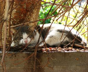 Read more about the article חלומות על חורף חם