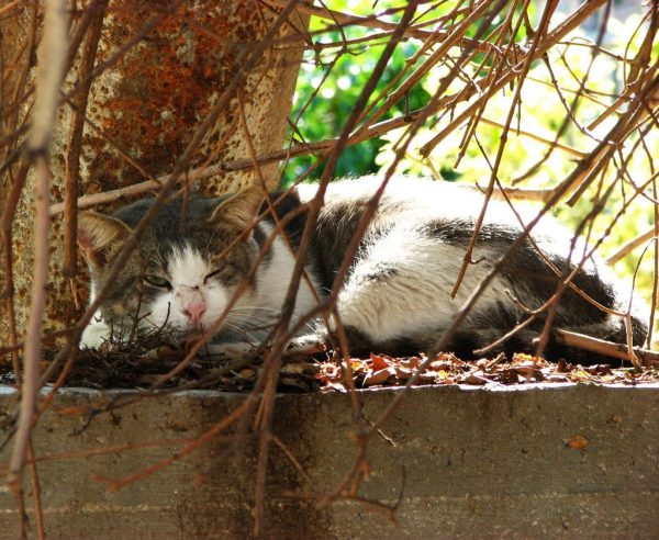 Read more about the article חלומות על חורף חם