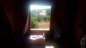 Read more about the article הקוצים גבוהים יותר אחרי הגשם