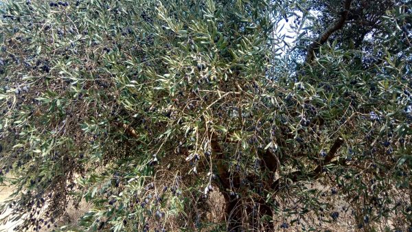 Read more about the article מה עושים הנוודים כשהאגם קופא?