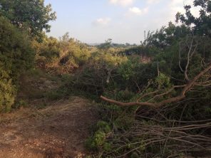 Read more about the article מרוב עצים