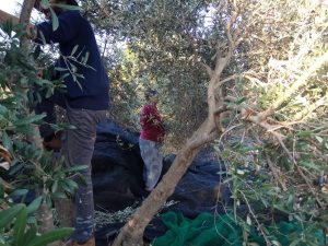 Read more about the article מסיקים