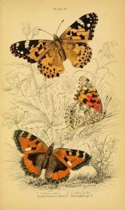 Read more about the article מעוף הפרפר