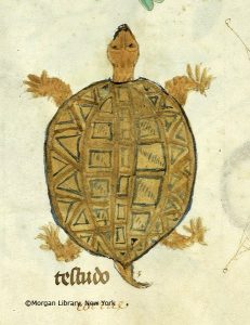 Read more about the article הבית על הגב