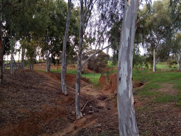 Read more about the article בין שובו לבוהו