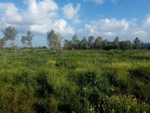 Read more about the article לרגל החג