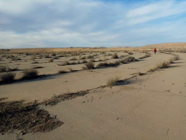 Read more about the article המחנה הנטוש